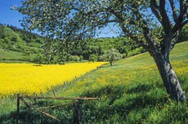 lente ontwaken, lente naderen