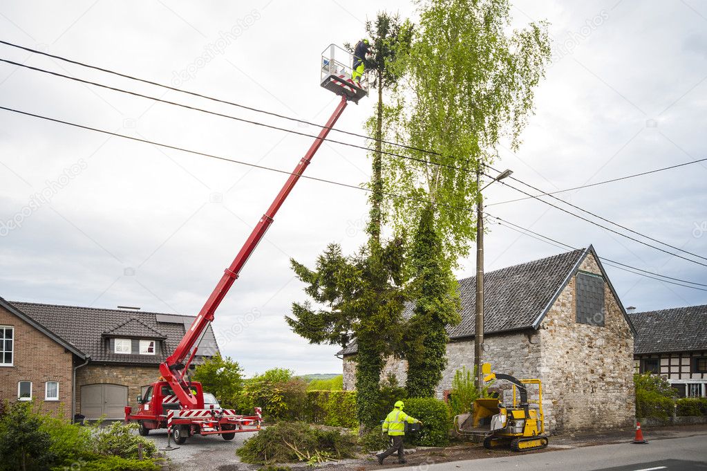 Tree trimming