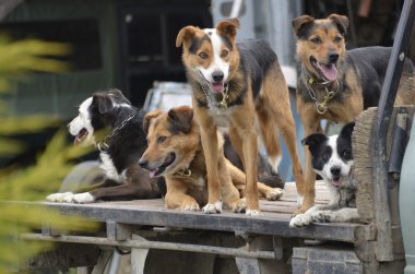 sheepdogs pick-up kamyon üzerinde