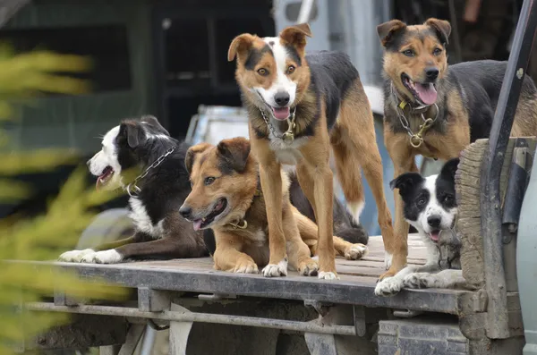 Perros de oveja en camión pick-up — Foto de Stock