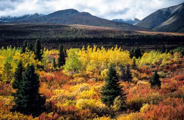 pastırma yazı, yukon, Kanada