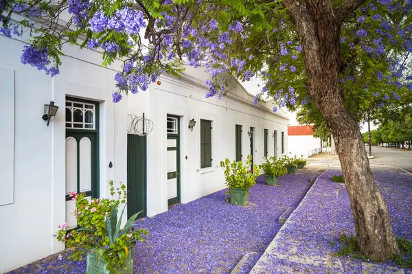 Jacaranda träd, graaff-reinet, Sydafrika — Stockfoto