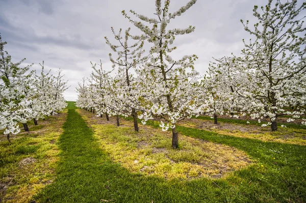 Virágzó almafák — Stock Fotó