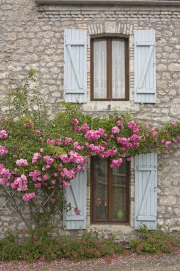Windows ve gül