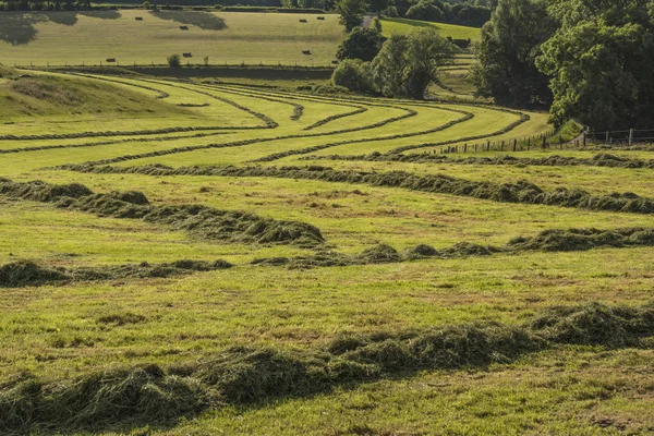 Haymaking. —  Fotos de Stock