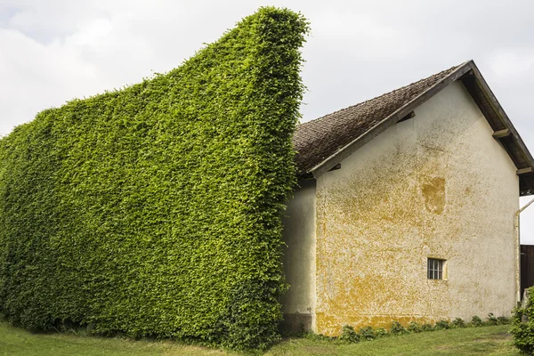 Hecke als Windschutz — Stockfoto