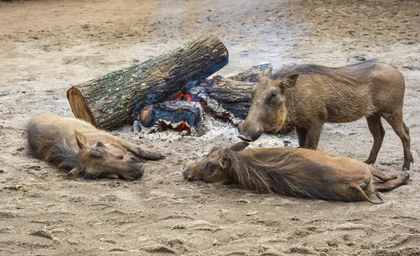 Divoké warthogs u táborového ohně — Stock fotografie