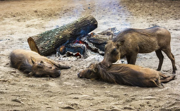 Divoké warthogs u táborového ohně — Stock fotografie