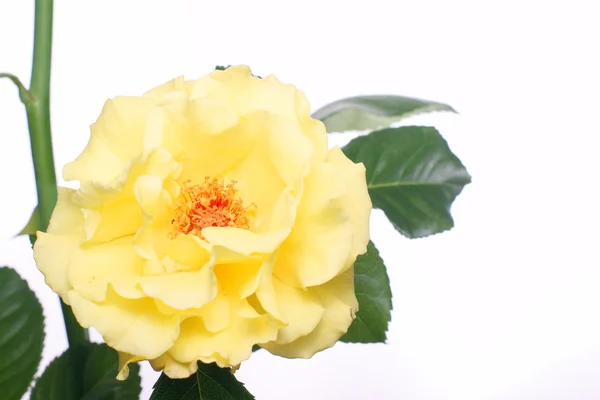 Yellow rose isolated on white background — Stock Photo, Image