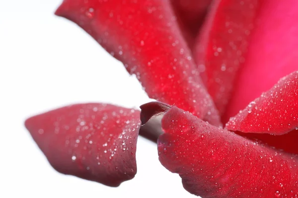 Red rose and water drops - macro, closeup for background — Stock Photo, Image