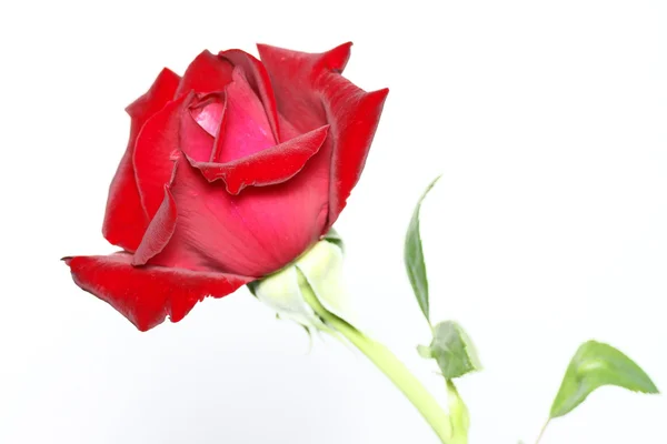 Red rose isolated on white background — Stock Photo, Image