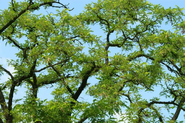 Akazie verlässt Hintergrund mit blauem Himmel für Hintergrund — Stockfoto