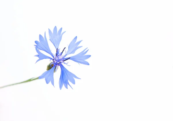 Fiori di mais blu primavera sullo sfondo bianco — Foto Stock