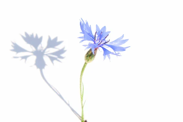 Flores de milho de primavera azul no fundo branco — Fotografia de Stock