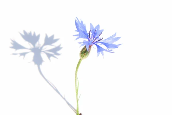 Flores de maíz azules de primavera sobre el fondo blanco — Foto de Stock