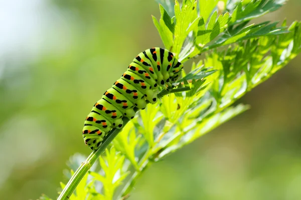 Chenille verte sur fond naturel — Photo