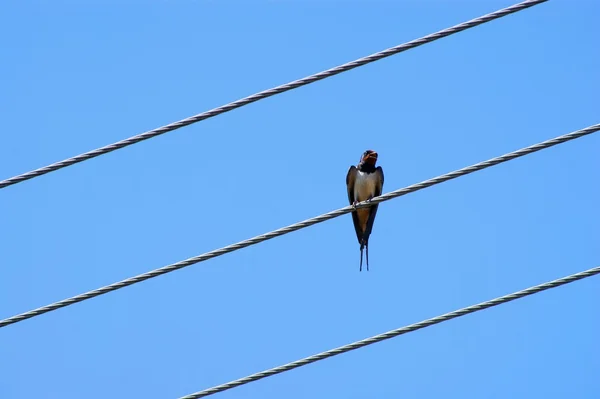 Schwalbe, Vogel, blauer Himmel und Strom, — Stockfoto