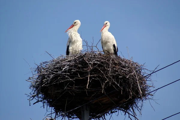 Zwei Weißstörche im Nest am blauen Himmel. das Symbol des kommenden Frühlings, Symbol des neuen Lebens — Stockfoto