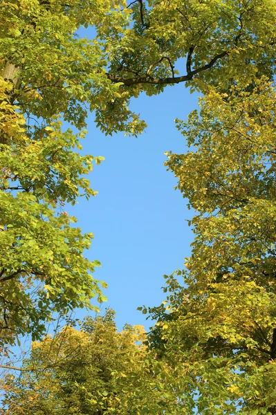 Ağaç kocakarılar ve gökyüzü — Stok fotoğraf