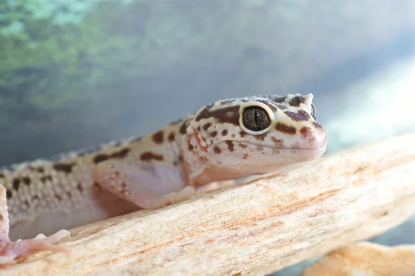 Leopard gecko — Stockfoto