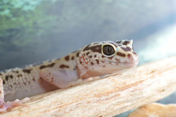 Gecko de leopardo — Fotografia de Stock