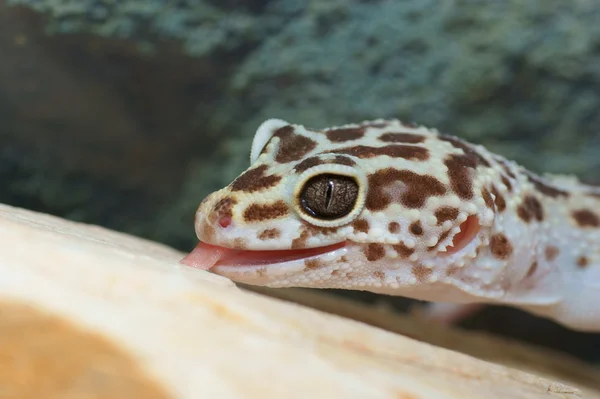 Gecko de leopardo — Fotografia de Stock