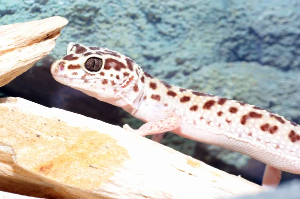 Gecko de leopardo — Fotografia de Stock