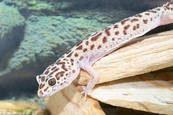 Gecko de leopardo — Fotografia de Stock