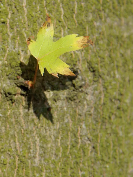 El último - solo la hoja sobre el fondo del árbol (corteza ) — Foto de Stock