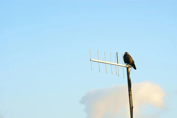 Птица сидит на антенне — стоковое фото