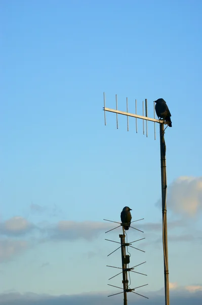 Ravens sitting on antennas — Stock Photo, Image