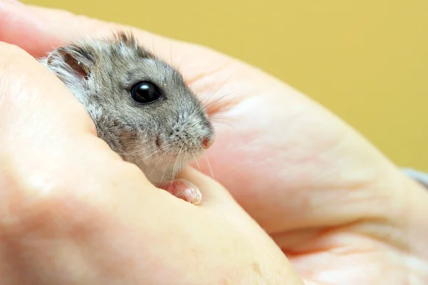 Dwarf hamster feeling safe in caring hands — Stock Photo, Image