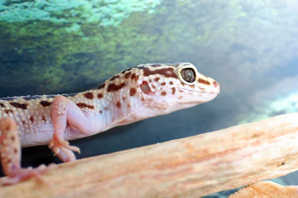 Leopard gecko — Stock Photo, Image