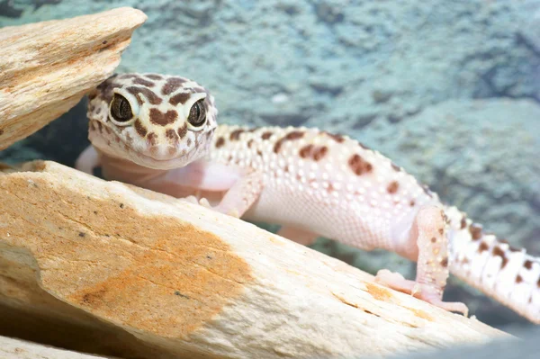 Leopard gecko — Stockfoto