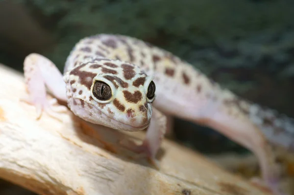 Leopard gecko — Stock Photo, Image