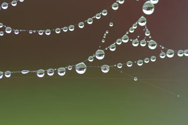 Spider web and drop on green background — Stock Photo, Image