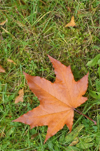 Herfstblad op gras — Stockfoto