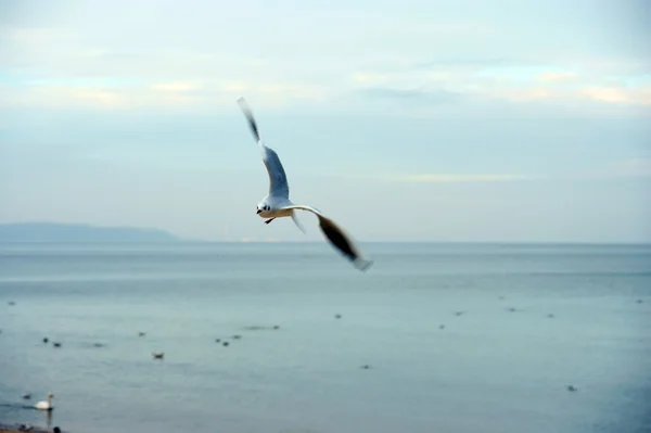 Birds fly over the sea