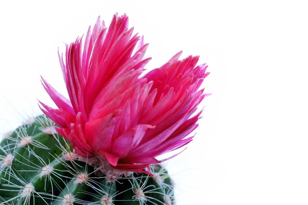 Fiore di cactus isolato su sfondo bianco — Foto Stock