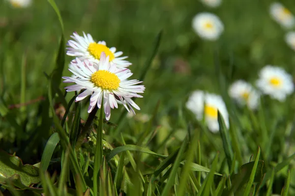 Närbild av daisy blomman växer i grönt gräs. — Stockfoto