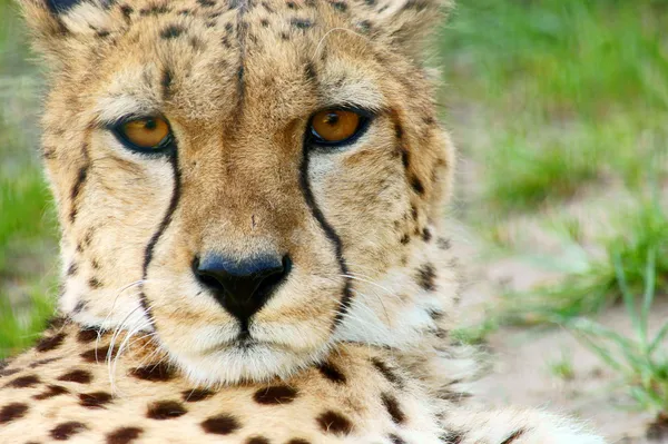 Cheetah Portrait, (Acinonyx jubatus) mirando directamente a la cámara — Foto de Stock