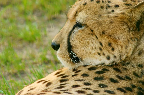 Cheetah portret, (acinonyx jubatus) — Stockfoto
