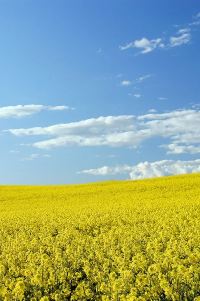 Rapsfeld und blauer Himmel und Wolken — Stockfoto