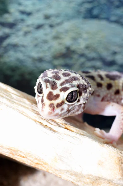 Leopard gecko — Stock Photo, Image