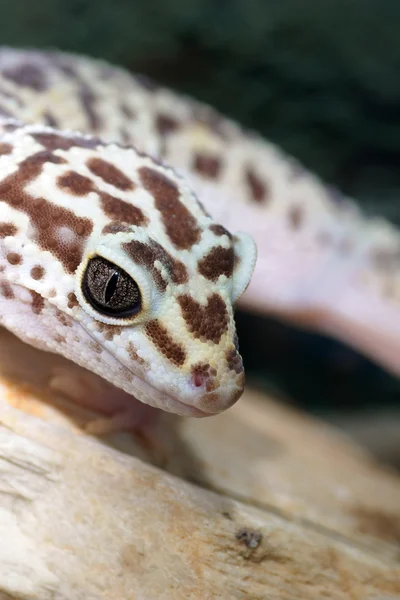 Leopar kertenkelesi — Stok fotoğraf