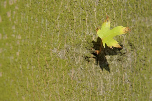 The last one - alone leaf on tree background (bark) — Stock Photo, Image