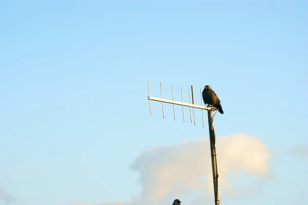 Corvi seduti su antenne — Foto Stock