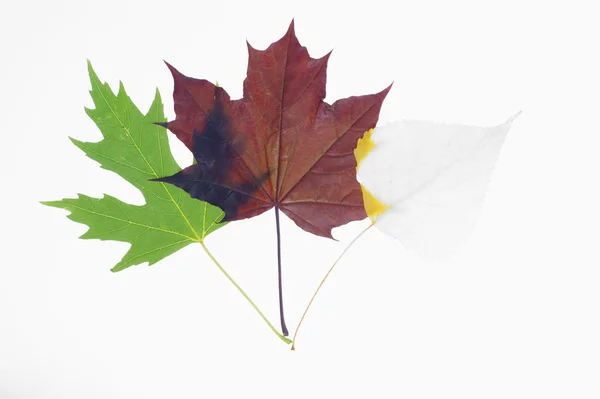 3 つの秋の紅葉 — ストック写真
