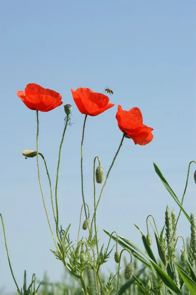 Rode papavers en wasp — Stockfoto