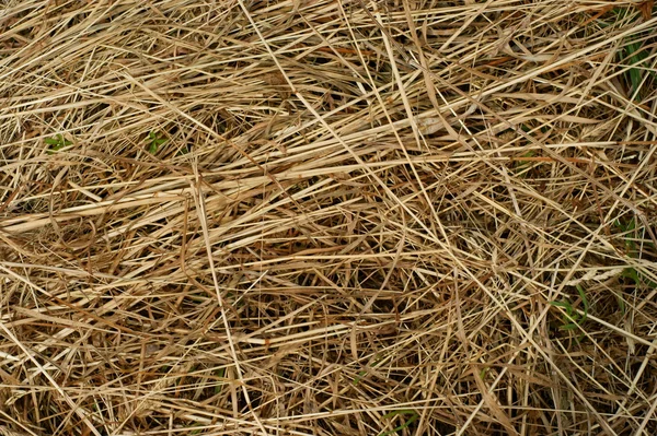 Background of hay — Stock Photo, Image